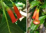 Roter Veilchenstrauch - Iochroma fuchsioides
