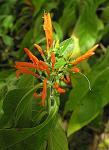 : - Justicia corumbensis