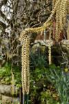 Gemeine Hasel - Corylus avellana