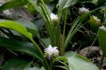 : - Curcuma parviflora
