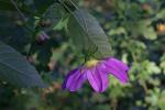 : - Dahlia tenuicaulis