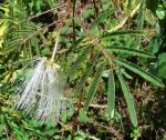 : - Balizia elegans