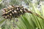 : - Doryanthes palmeri
