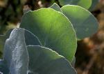 : - Eucalyptus crenulata