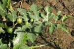 : - Ficus heterophylla