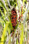 : - Gahnia aspera