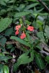 :-Habenaria rhodocheila