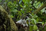 : - Hydnophytum moseleyanum