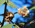 : - Lagunaria patersonia