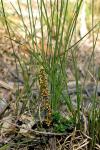 : - Lomandra confertifolia