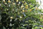 : - Mitragyna rotundifolia