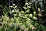 : - Phyllocladus hypophyllus