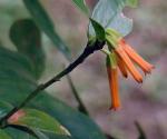 : - Macleania insignis