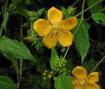 : - Mentzelia hispida