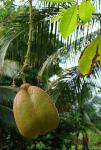 Akee - Blighia sapida
