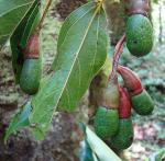 : - Ocotea dendrodaphne