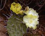 : - Opuntia sulphurea