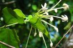 : - Posoqueria latifolia