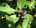 : - Frangula mucronata