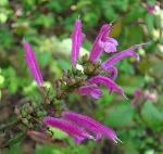 : - Salvia iodantha