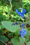 : - Salvia scutellarioides
