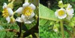 : - Saurauia montana