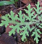 : - Selaginella eurynota