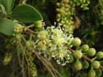 : - Stegnosperma halimifolium
