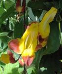 Indische Thunbergie - Thunbergia mysorensis