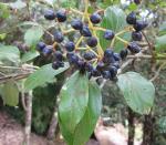 : - Viburnum acutifolium