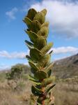 : - Agarista virgata
