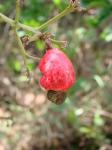 : - Anacardium humile