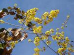 : - Banisteriopsis gardneriana