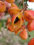 : - Connarus suberosus