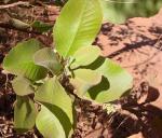 : - Curatella americana