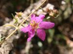 : - Diplusodon rosmarinifolius