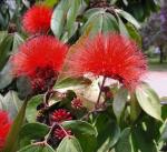 : - Calliandra trinervia var. carbonaria