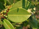 : - Erythroxylum citrifolium