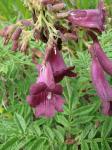 : - Jacaranda rufa