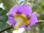 : - Luehea paniculata