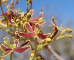 : - Magonia pubescens