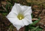 : - Distimake macrocalyx