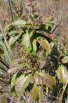 : - Miconia chamissois