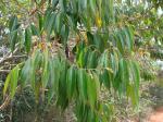 : - Miconia cuspidata