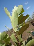 : - Peritassa campestris