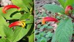 : - Centropogon grandidentatus