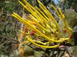 :-Psittacanthus robustus