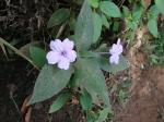 : - Ruellia puri