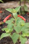: - Sinningia incarnata