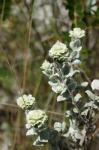 : - Stachytarpheta glauca